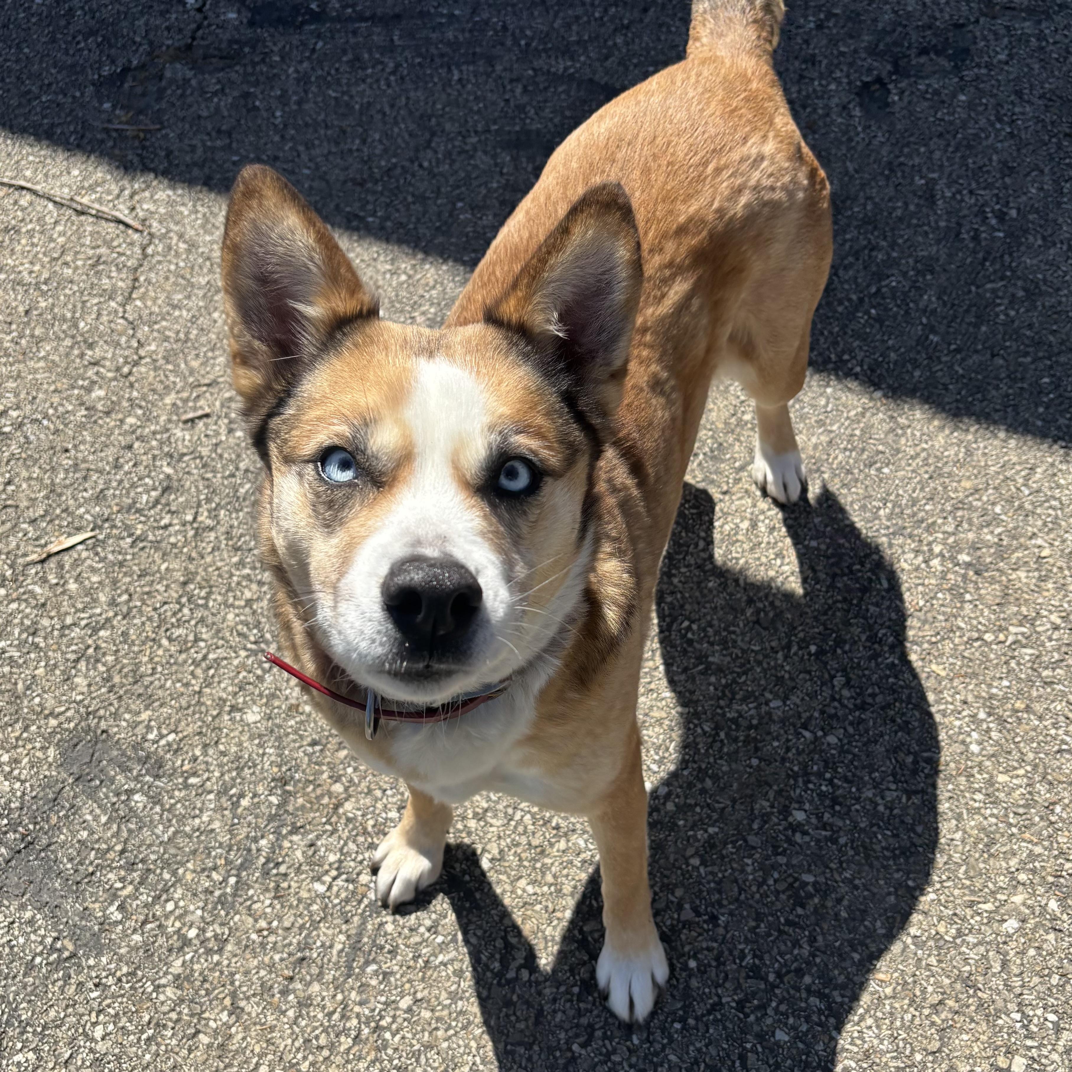 Enlarge Honey, a ADOPTABLE mixed breed in Waynesburg, PA image 6/6