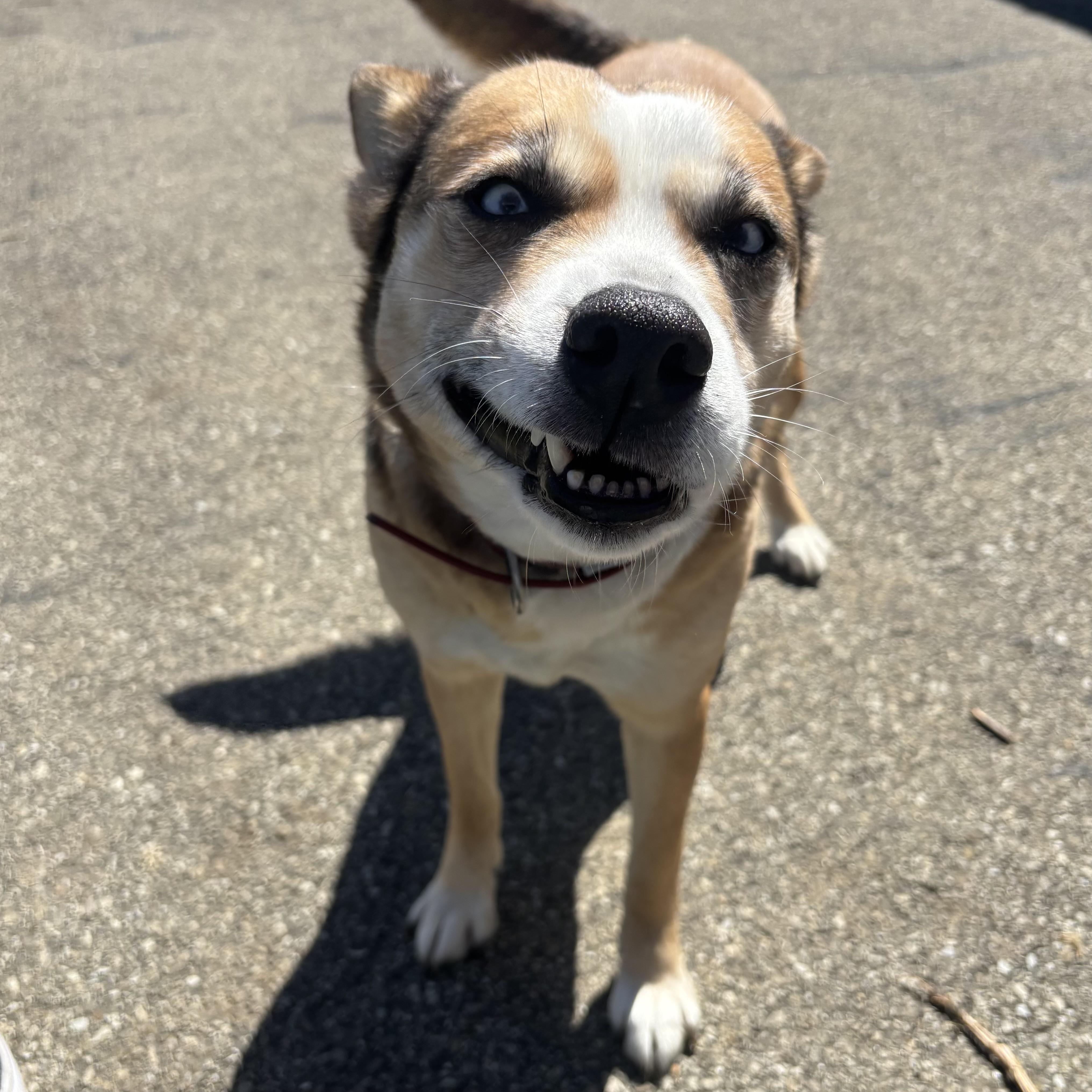 Enlarge Honey, a ADOPTABLE mixed breed in Waynesburg, PA image 5/6