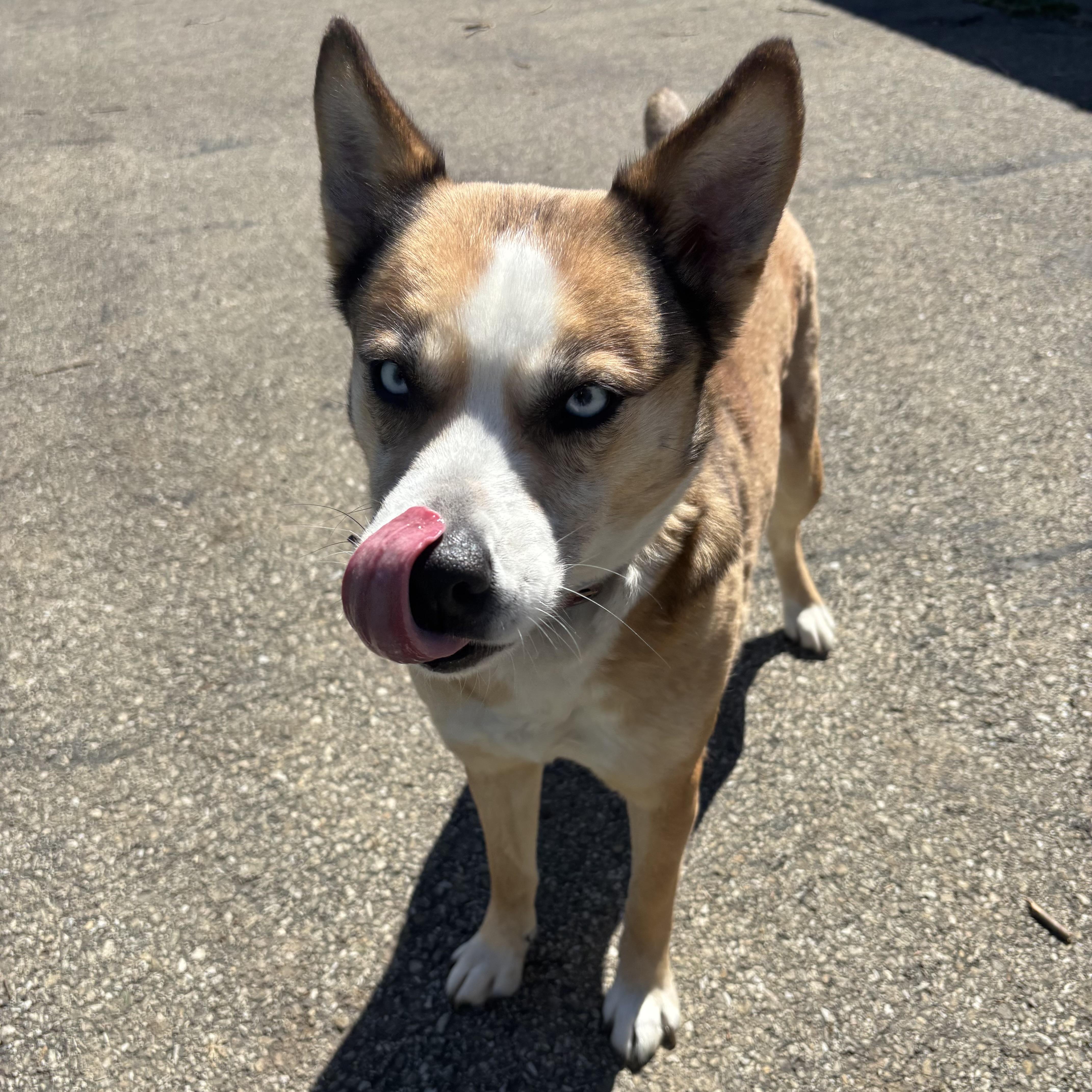 Enlarge Honey, a ADOPTABLE mixed breed in Waynesburg, PA image 4/6