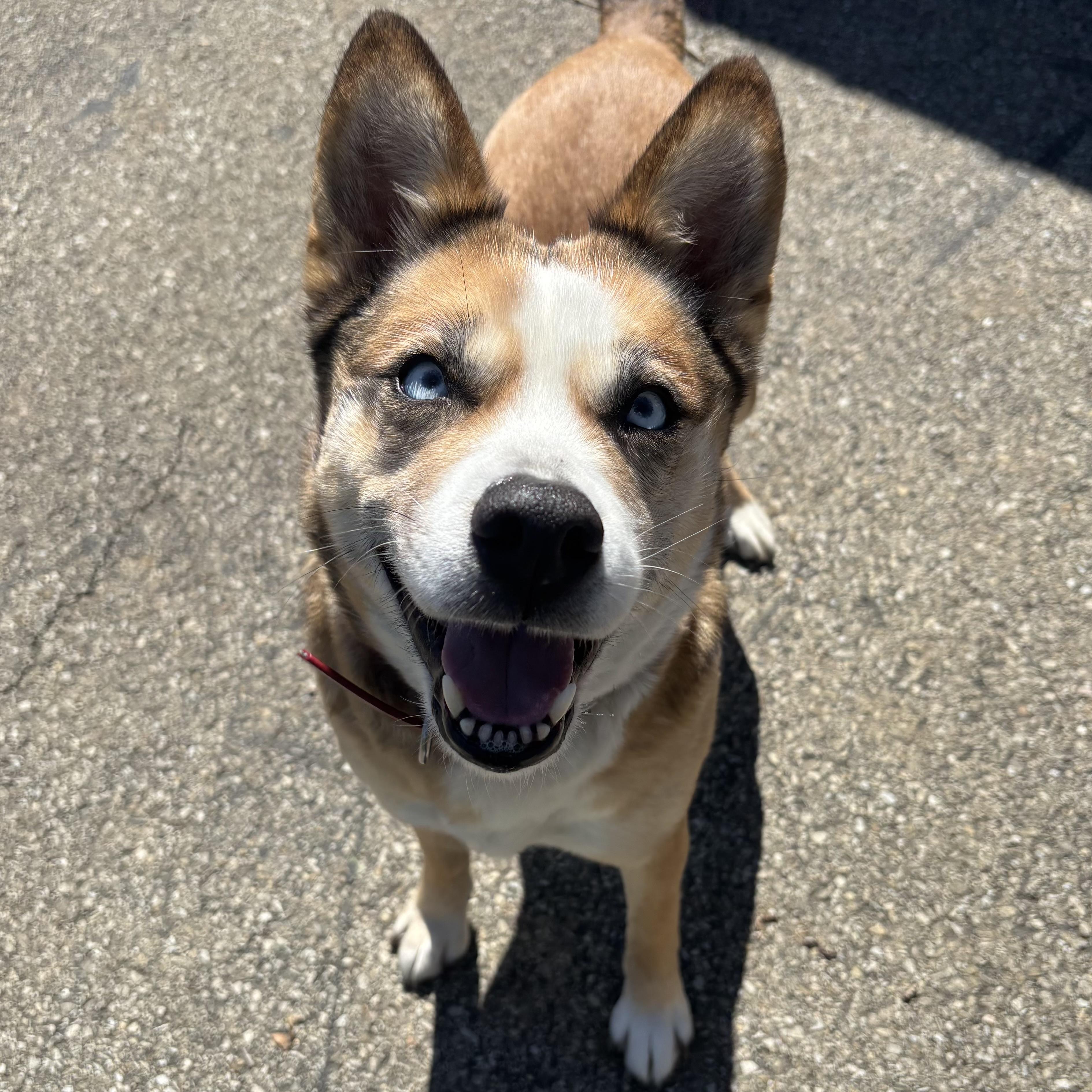 Honey, ADOPTABLE, Young Female Corgi & Husky.