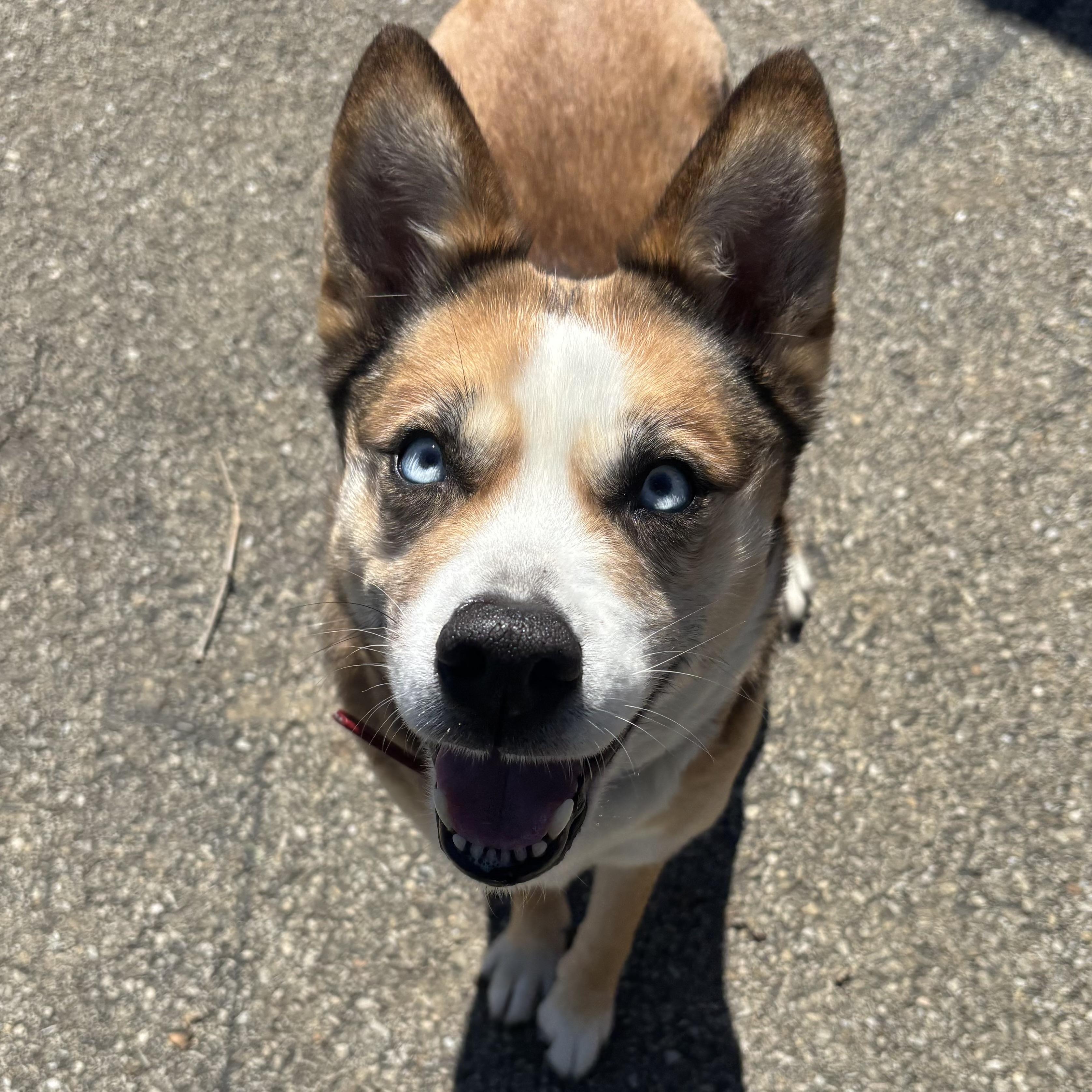 Enlarge Honey, a ADOPTABLE mixed breed in Waynesburg, PA image 3/6