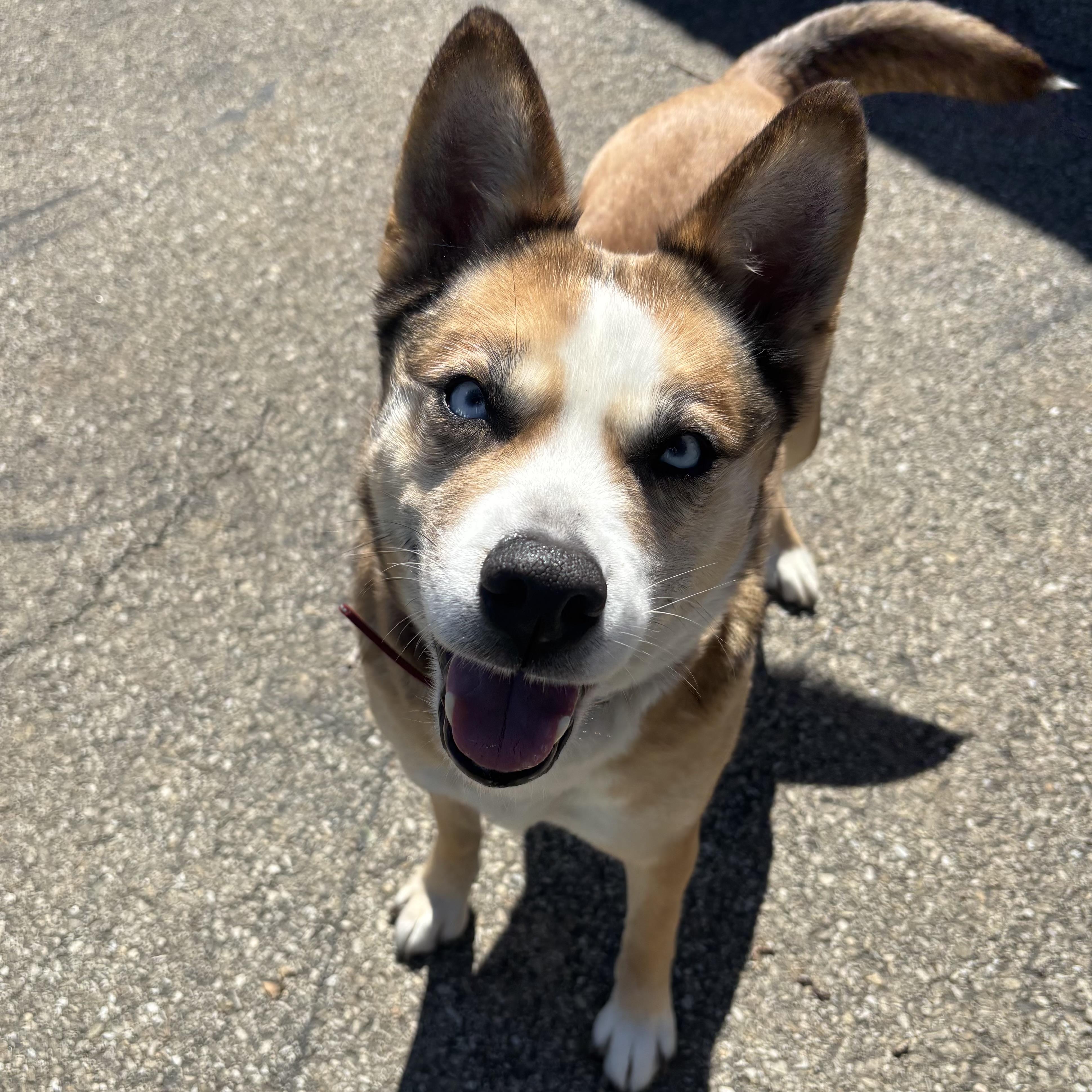 Enlarge Honey, a ADOPTABLE mixed breed in Waynesburg, PA image 2/6