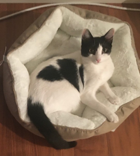 Moo, Young Female Domestic Short Hair