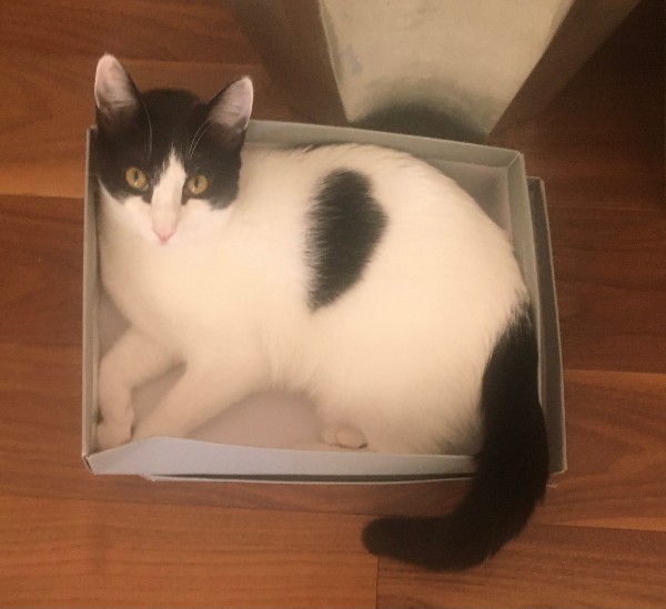 Moo, a Adoptable Domestic Short Hair in Tustin, CA image 2/12