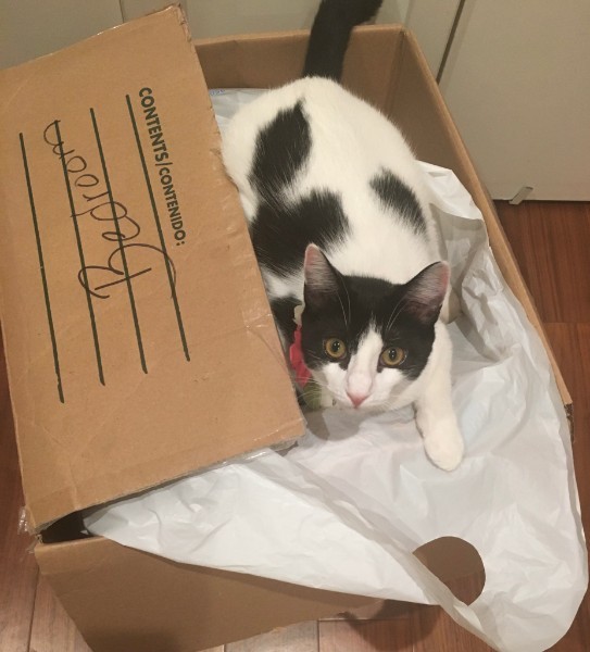 Moo, a Adoptable Domestic Short Hair in Tustin, CA image 3/12