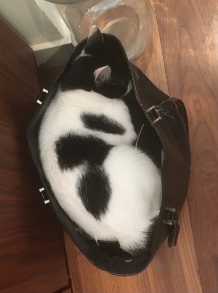 Moo, a Adoptable Domestic Short Hair in Tustin, CA image 4/12