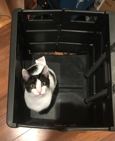 Moo, a Adoptable Domestic Short Hair in Tustin, CA image 5/12