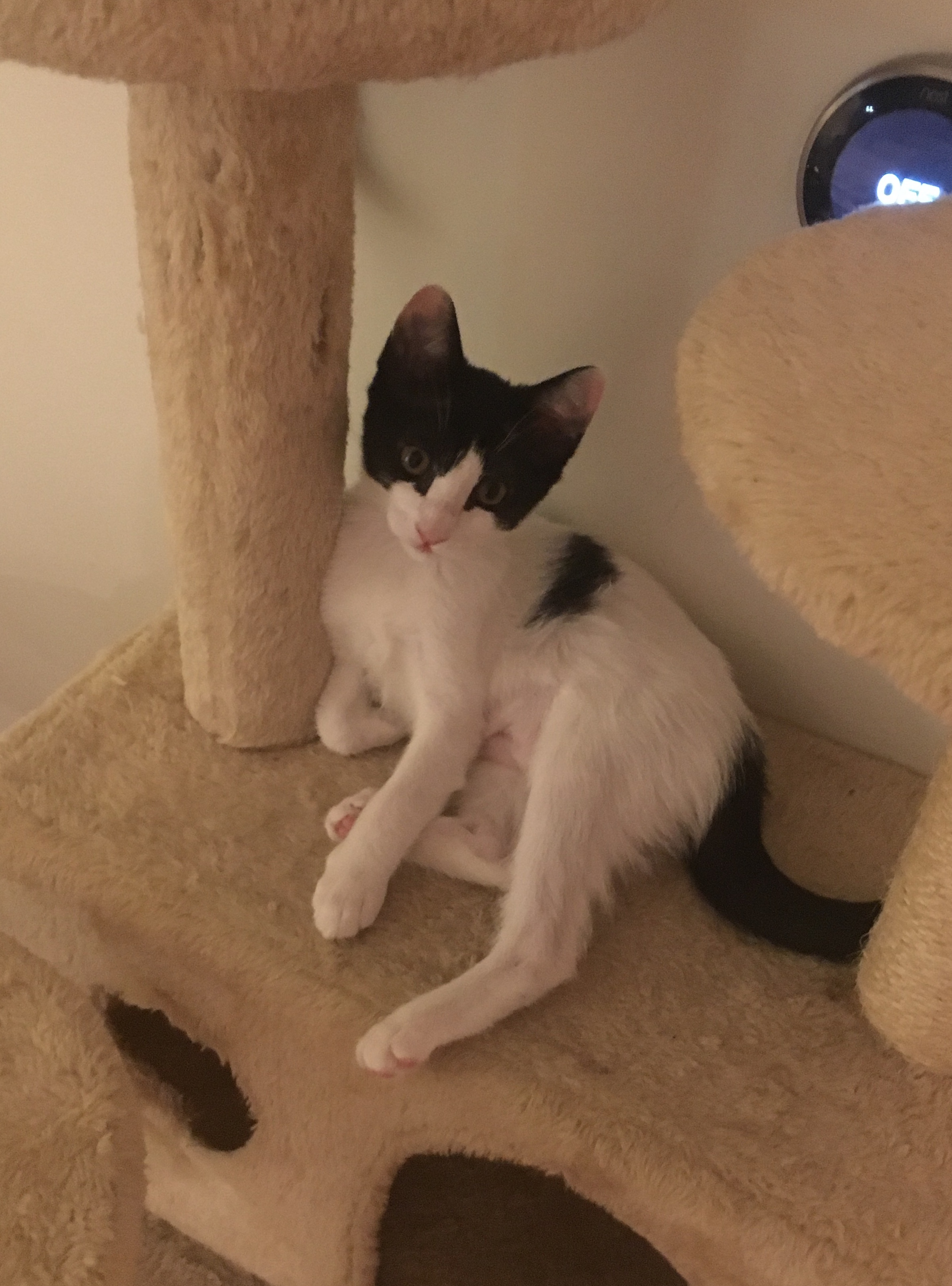 Moo, a Adoptable Domestic Short Hair in Tustin, CA image 6/12