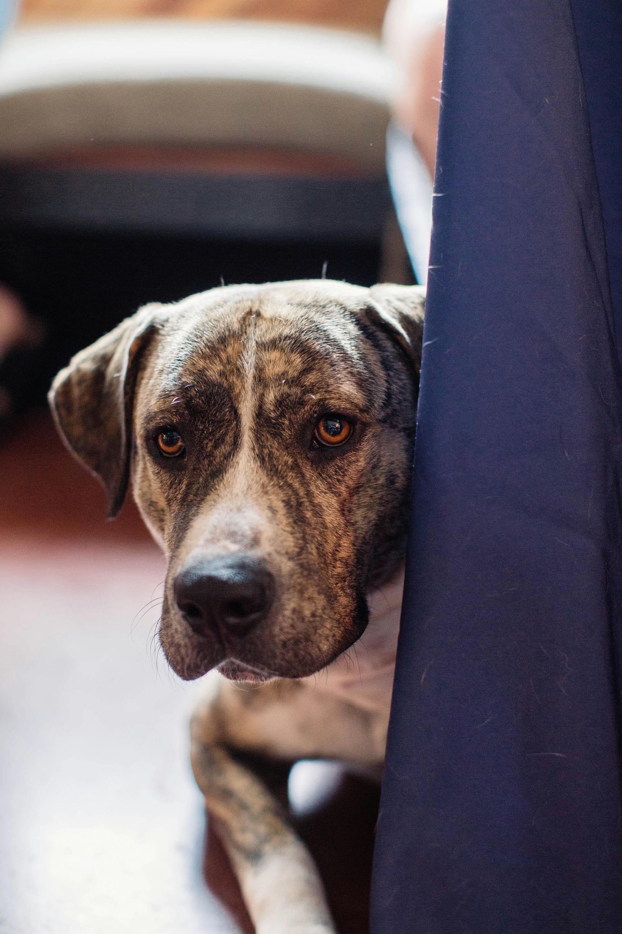 Canon, Young Male Staffordshire Bull Terrier