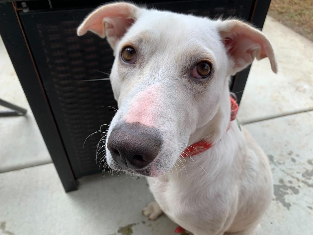 Coco, a Adoptable mixed breed in San Diego, CA image 1/6