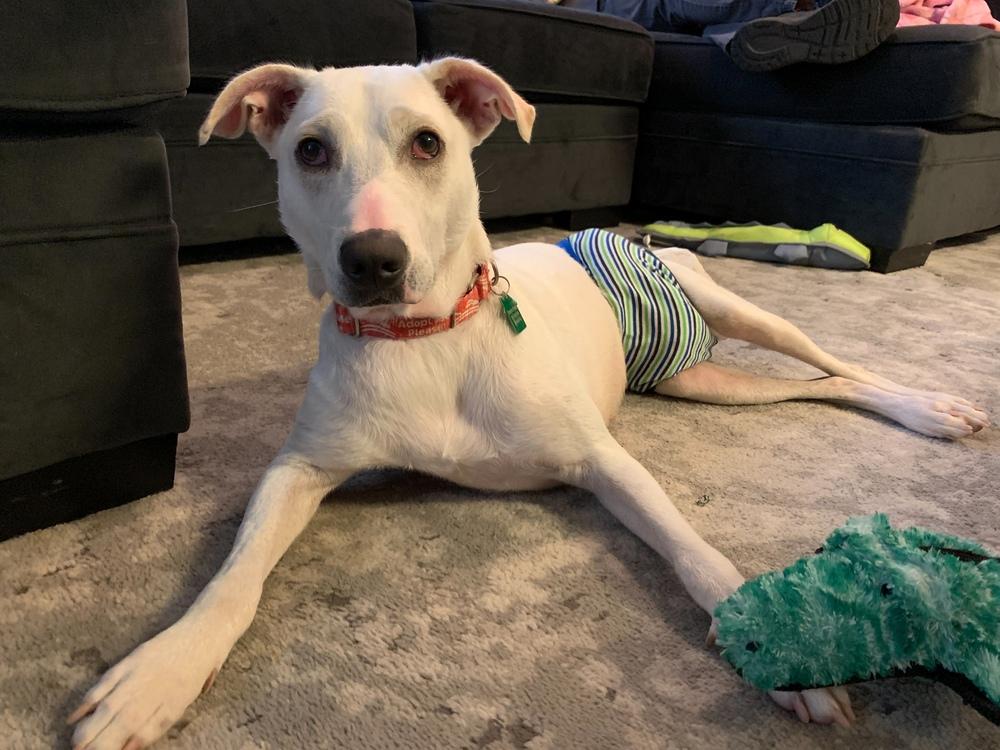 Coco, a Adoptable mixed breed in San Diego, CA image 2/6