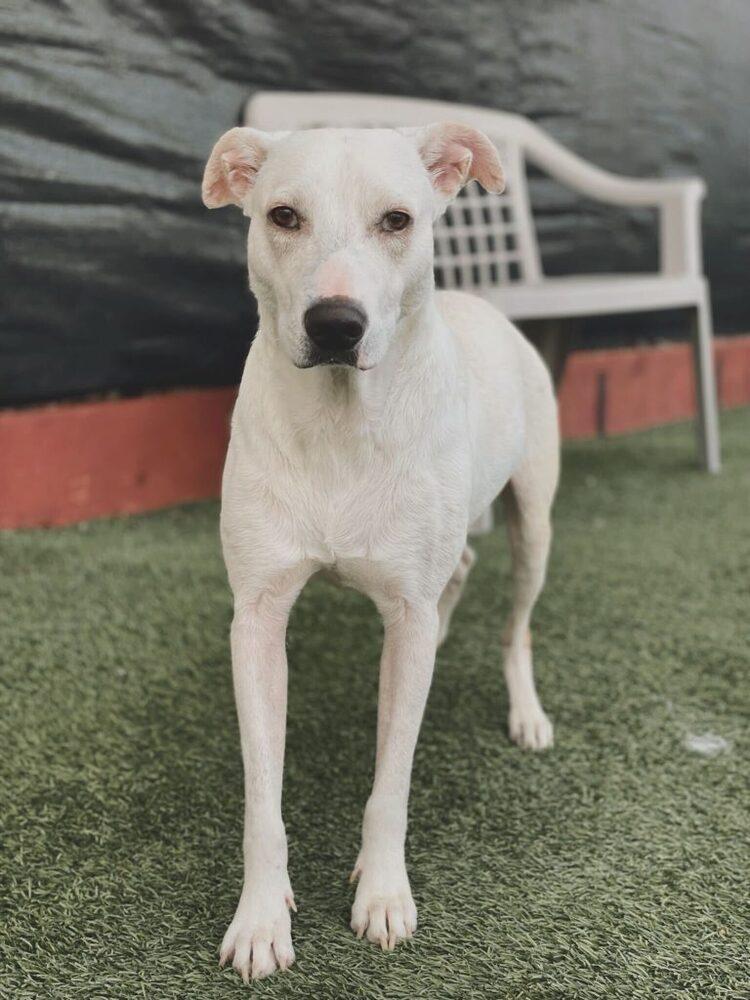 Coco, a Adoptable mixed breed in San Diego, CA image 3/6