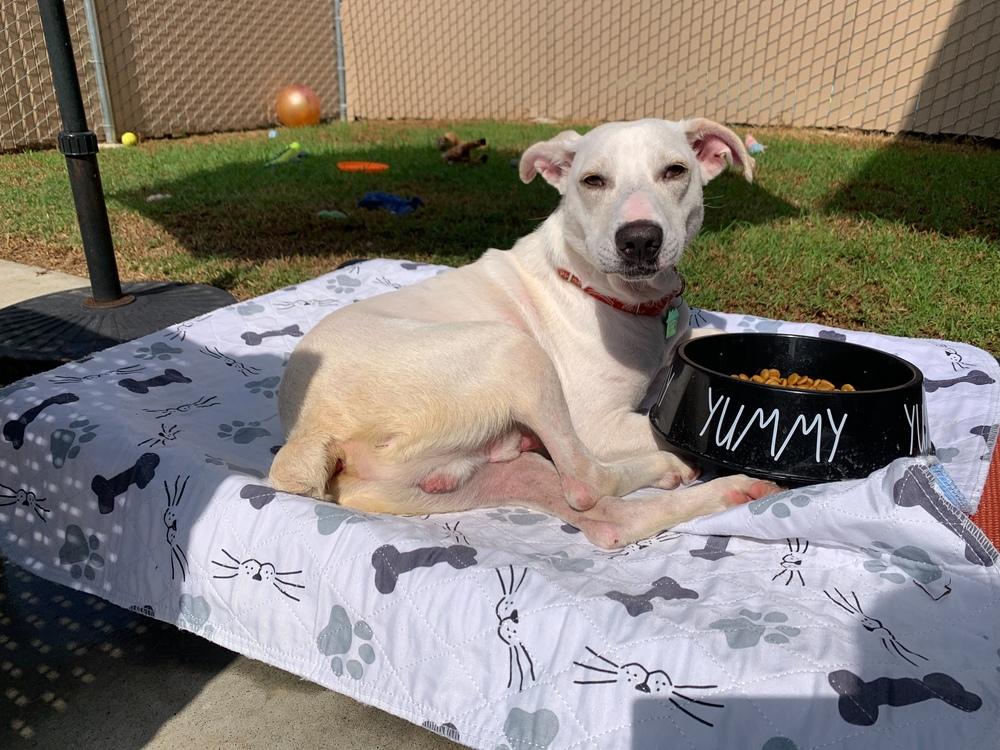 Coco, a Adoptable mixed breed in San Diego, CA image 5/6