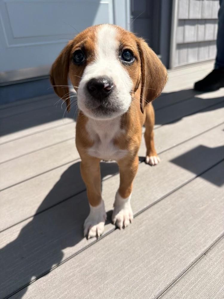 Enlarge Pebbles, a Adoptable mixed breed in Greenlawn, NY image 2/6