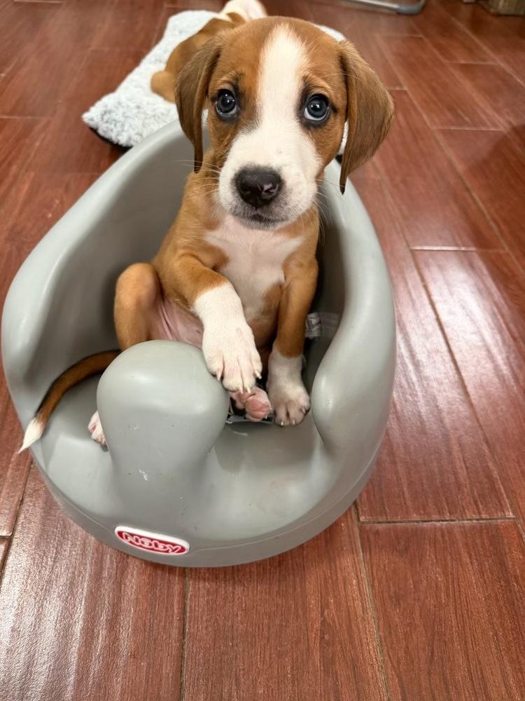 Enlarge Pebbles, a Adoptable mixed breed in Greenlawn, NY image 3/6