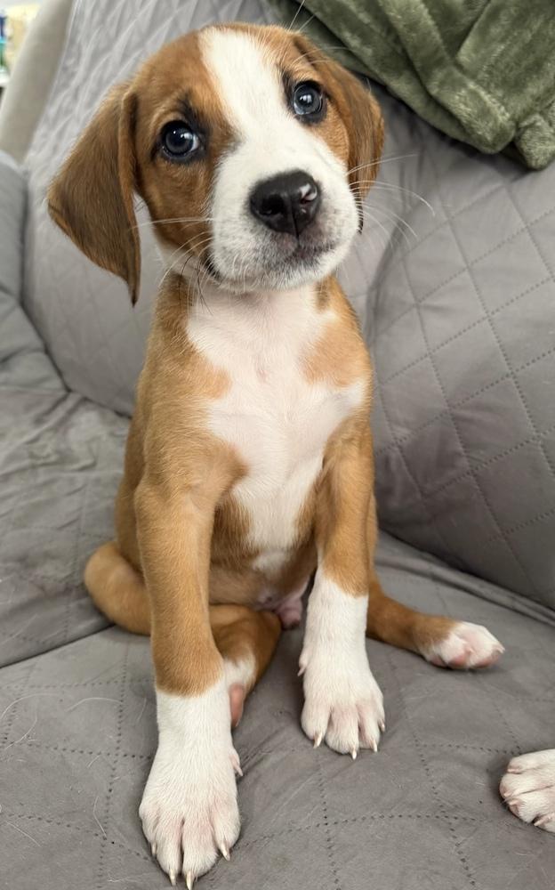 Enlarge Pebbles, a Adoptable mixed breed in Greenlawn, NY image 4/6