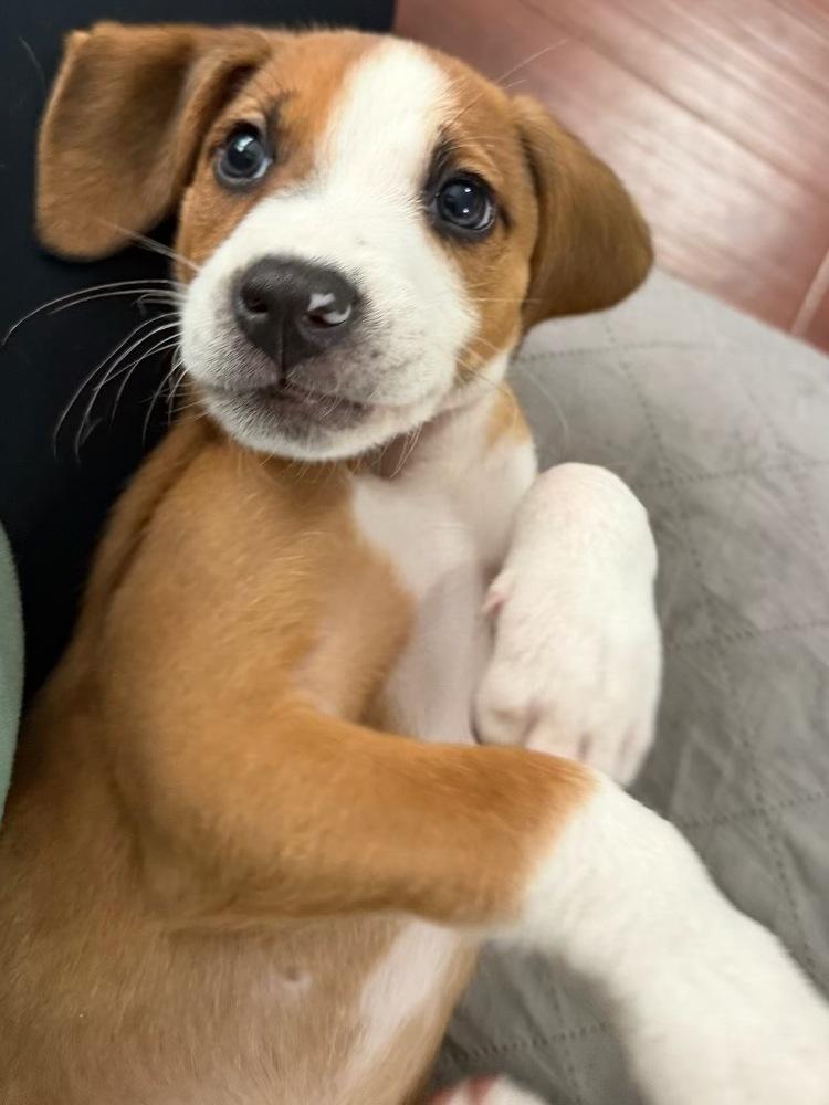 Enlarge Pebbles, a Adoptable mixed breed in Greenlawn, NY image 5/6