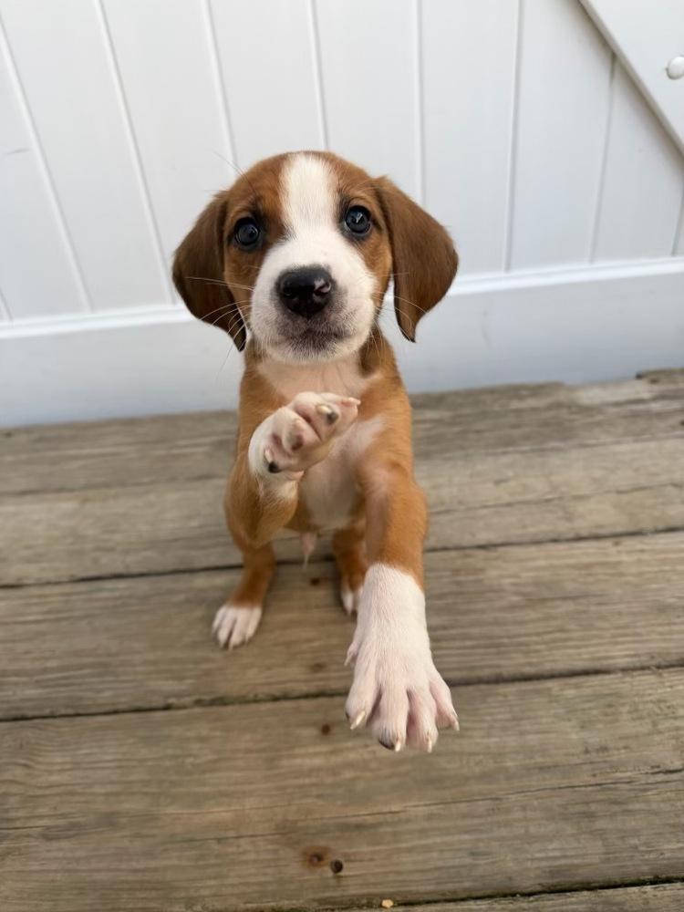 Enlarge Pebbles, a Adoptable mixed breed in Greenlawn, NY image 6/6