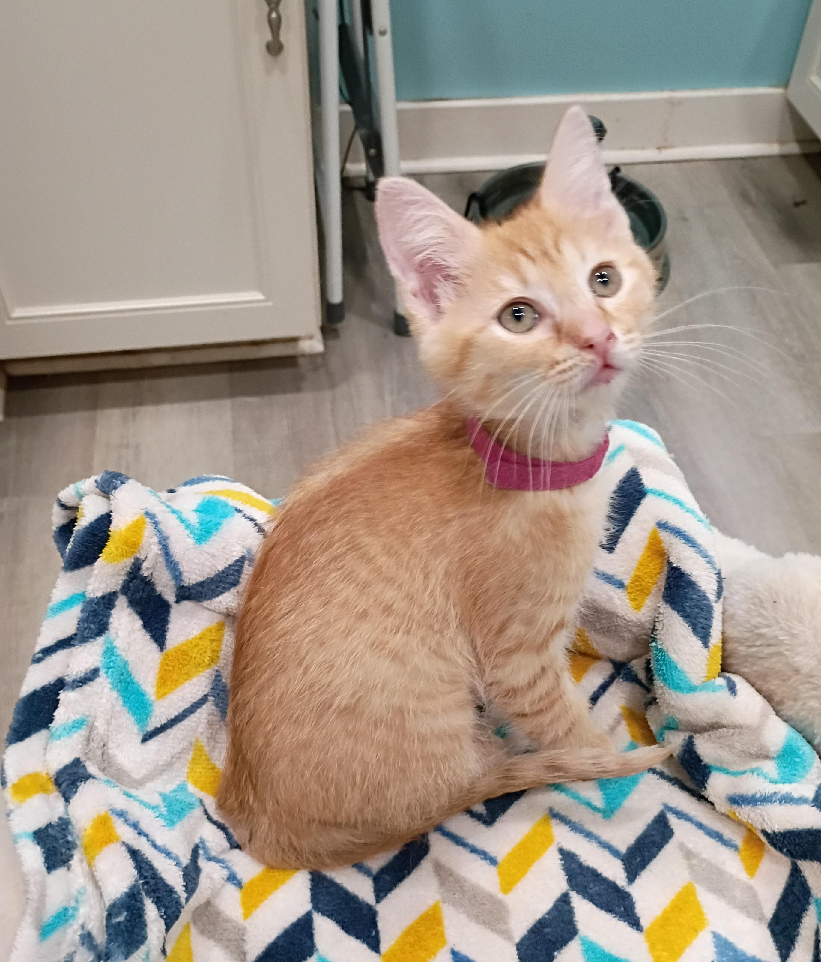 Fanta - super snuggly, Adoptable, Kitten Female Domestic Short Hair.