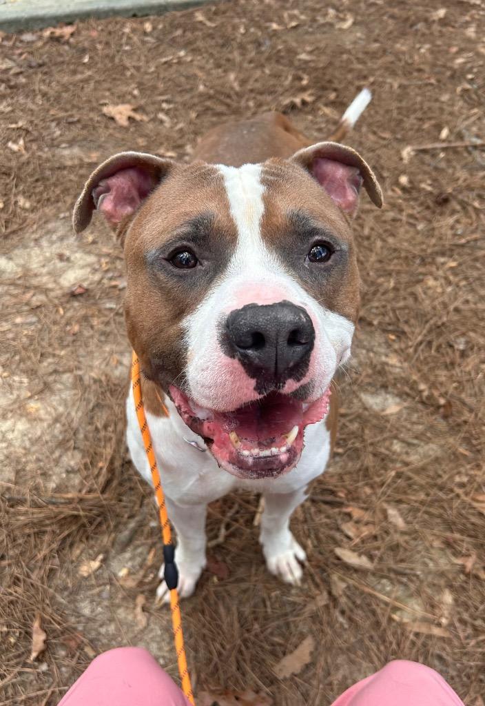 Enlarge Kona, a Adoptable mixed breed in Douglasville, GA image 1/4