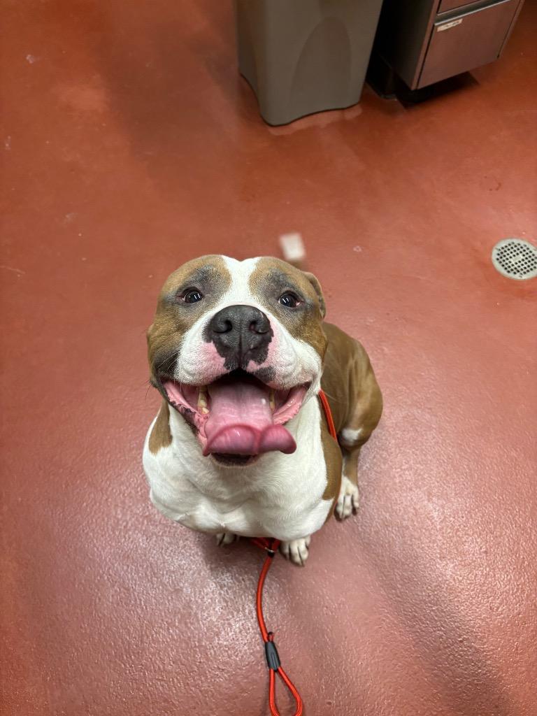 Enlarge Kona, a Adoptable mixed breed in Douglasville, GA image 2/4