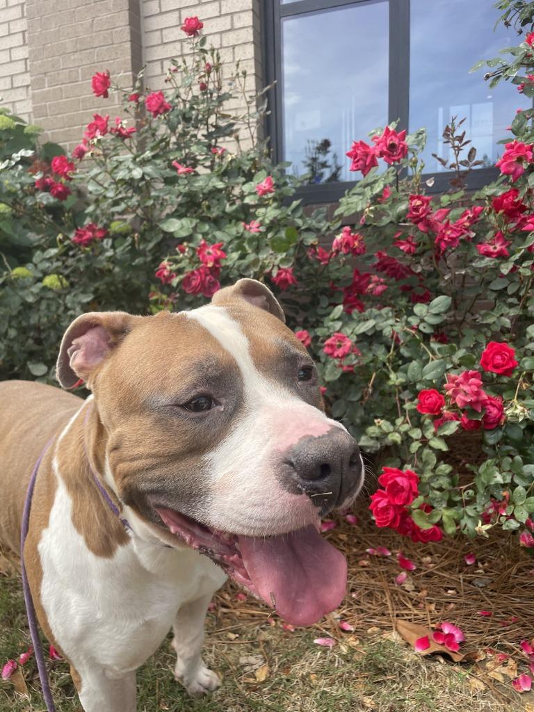 Enlarge Kona, a Adoptable mixed breed in Douglasville, GA image 3/5