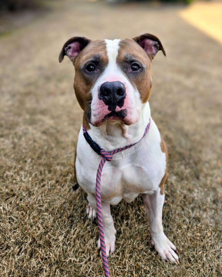 Enlarge Kona, a Adoptable mixed breed in Douglasville, GA image 3/4