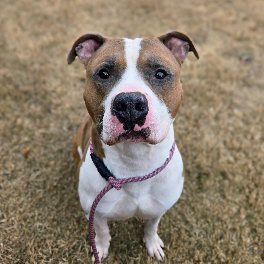 Enlarge Kona, a Adoptable mixed breed in Douglasville, GA image 4/4