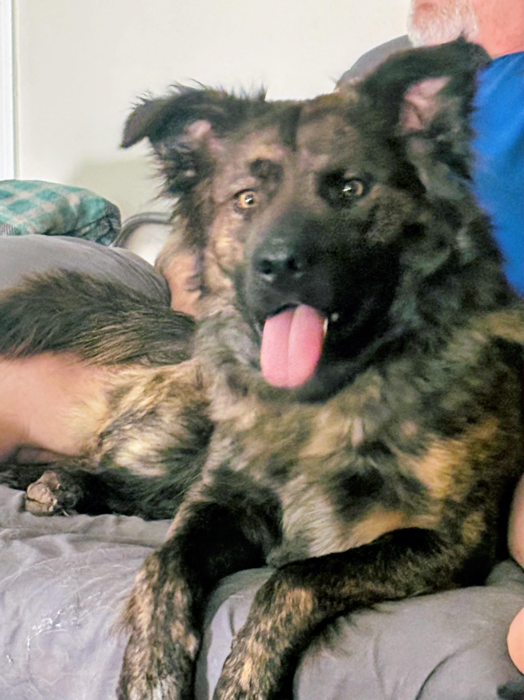 Nico, ADOPTABLE, Young Male German Shepherd Dog.