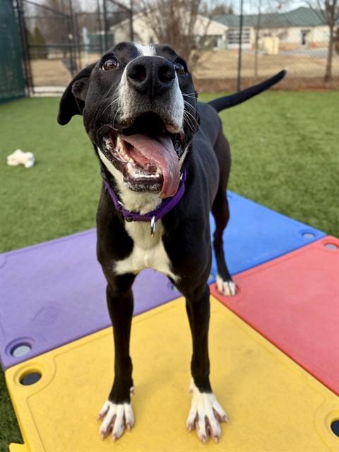 BAILEY, Adoptable, Young Female Black Mouth Cur & Mixed Breed.