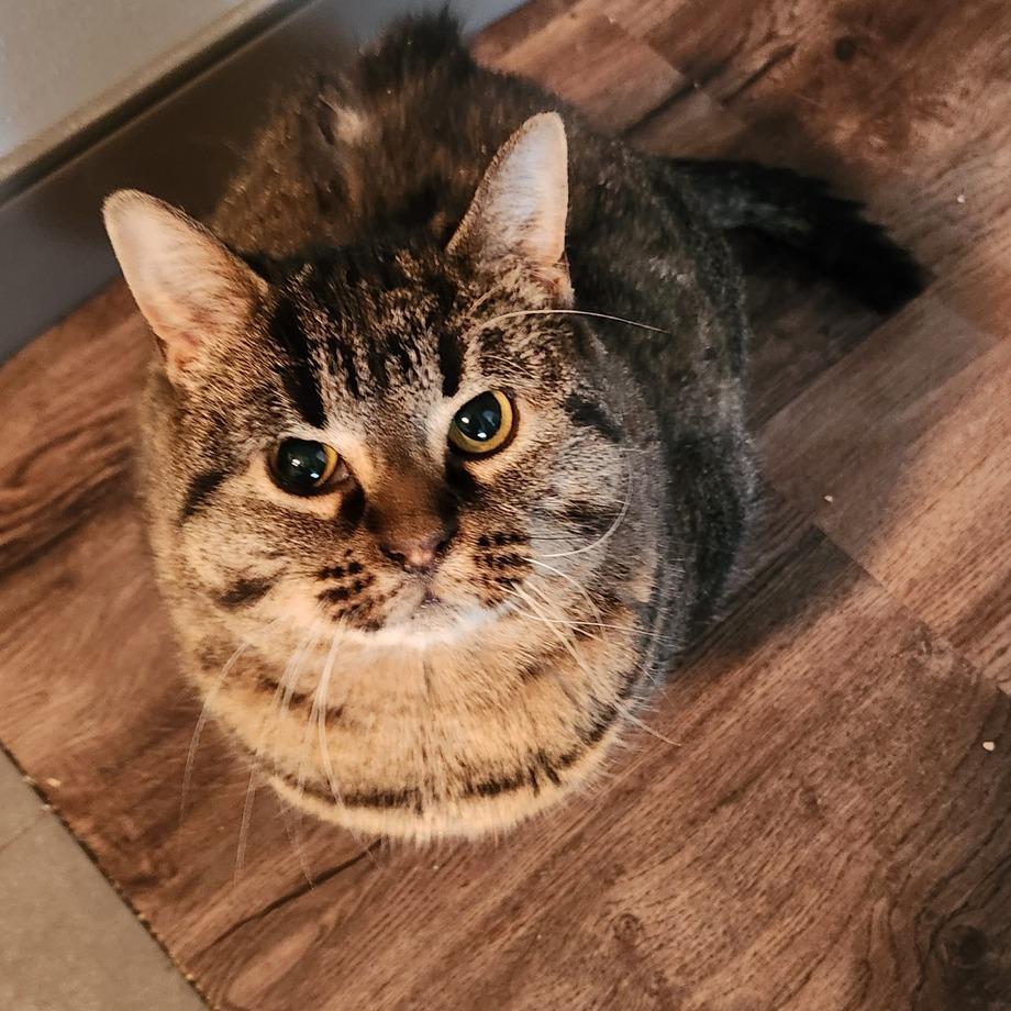 Charlie Lemon-Foster, a Adoptable Domestic Short Hair in Grand Rapids, MI image 1/6
