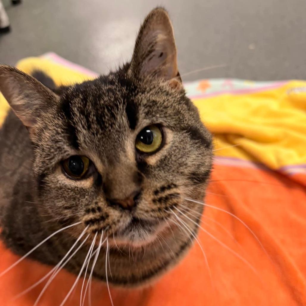 Charlie Lemon-Foster, a Adoptable Domestic Short Hair in Grand Rapids, MI image 2/6