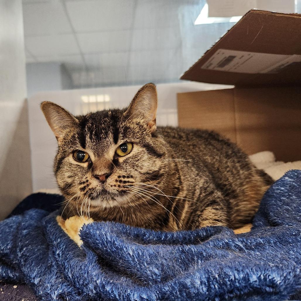Charlie Lemon-Foster, a Adoptable Domestic Short Hair in Grand Rapids, MI image 3/6