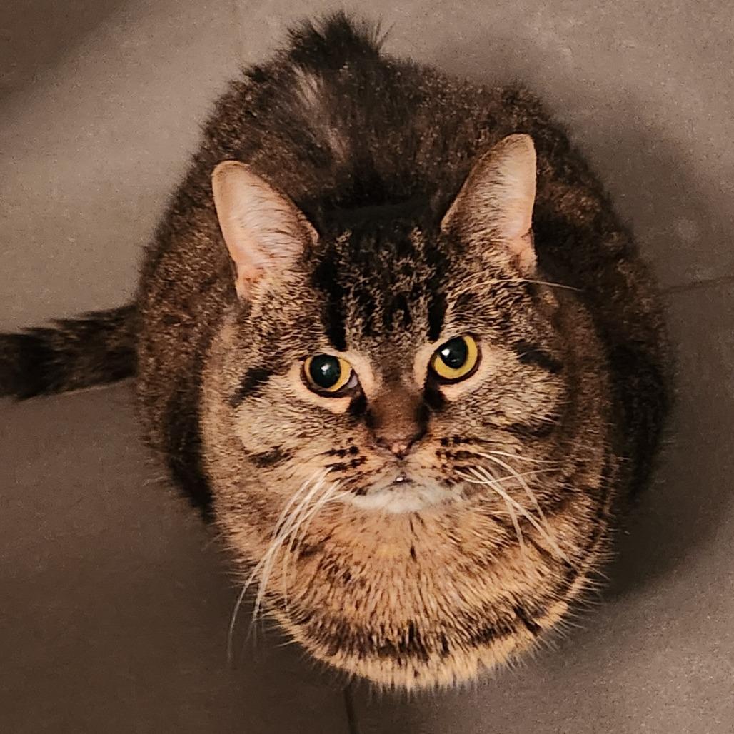 Charlie Lemon-Foster, a Adoptable Domestic Short Hair in Grand Rapids, MI image 4/6