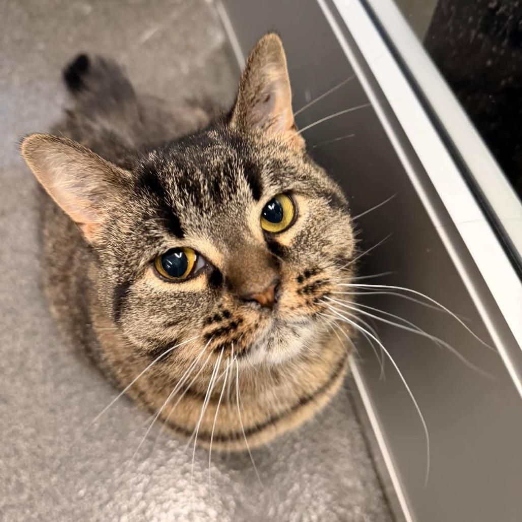 Charlie Lemon-Foster, a Adoptable Domestic Short Hair in Grand Rapids, MI image 5/6