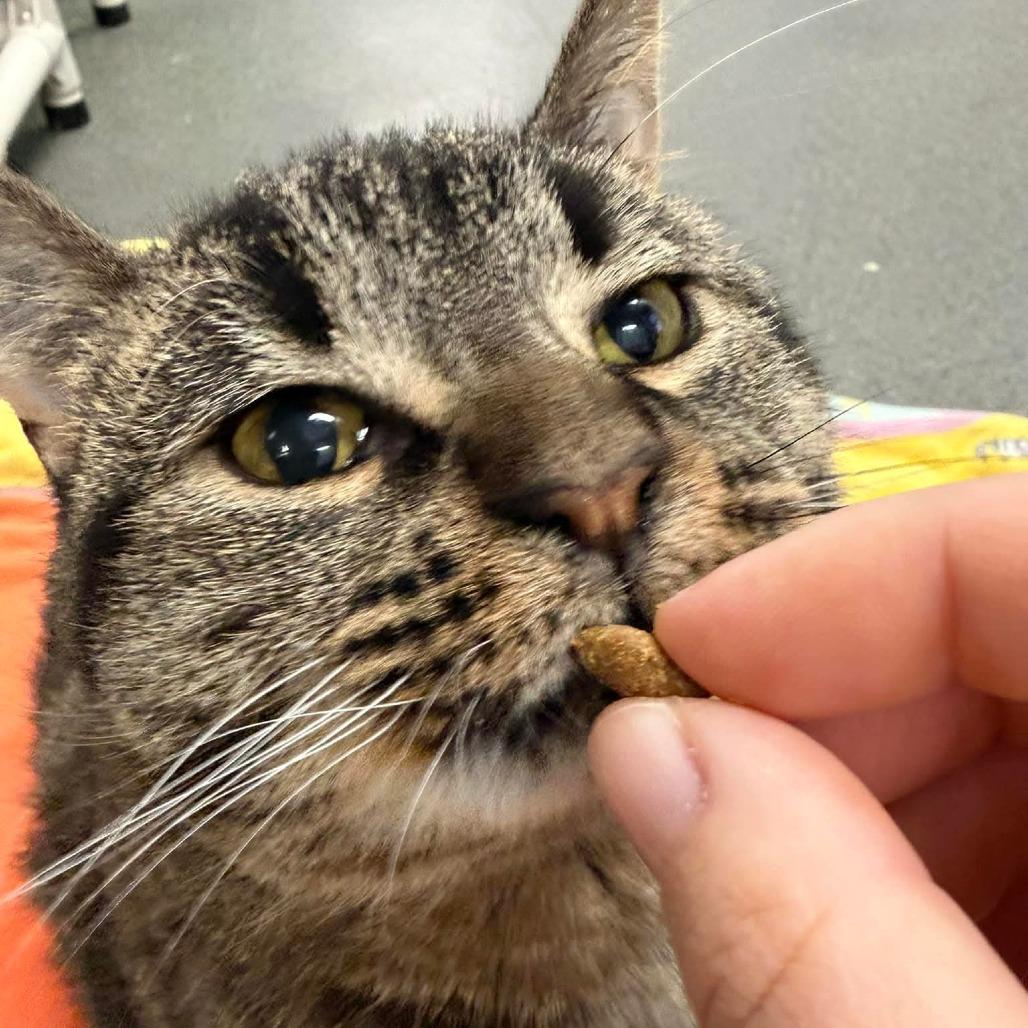 Charlie Lemon-Foster, a Adoptable Domestic Short Hair in Grand Rapids, MI image 6/6
