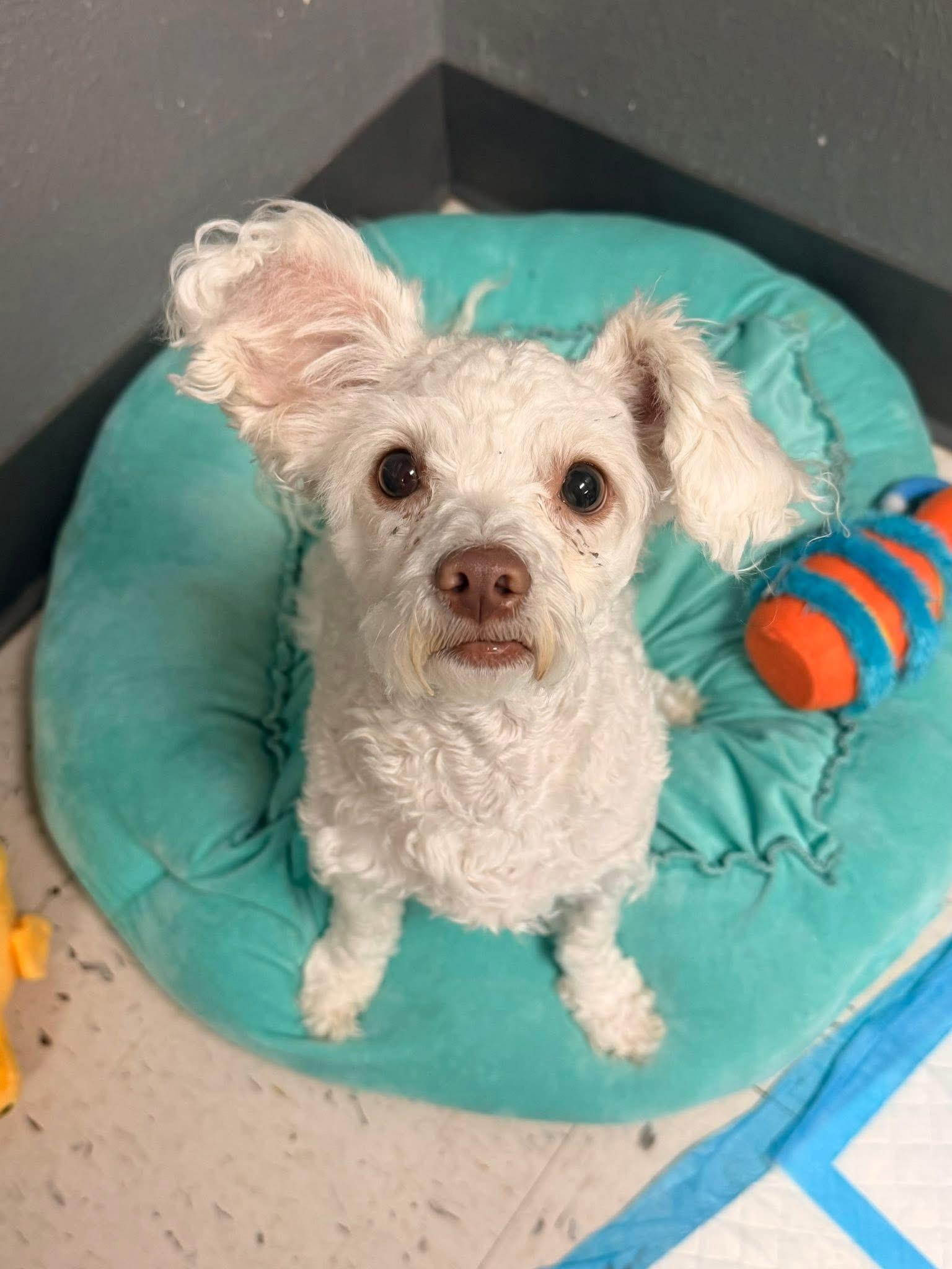 Enlarge Goose, a Adoptable mixed breed in Levittown, NY image 2/5