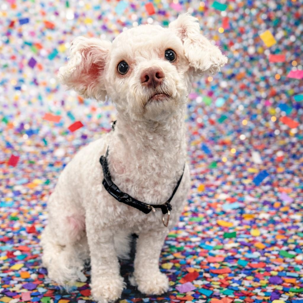 Goose, Adoptable, Young Male Bichon Frise.
