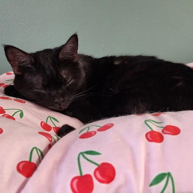 Enlarge Irma, a Adoptable Domestic Short Hair in Kennett Square, PA image 1/2