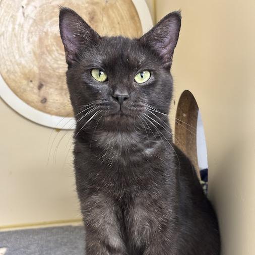 Enlarge Irma, a Adoptable Domestic Short Hair in Kennett Square, PA image 1/1