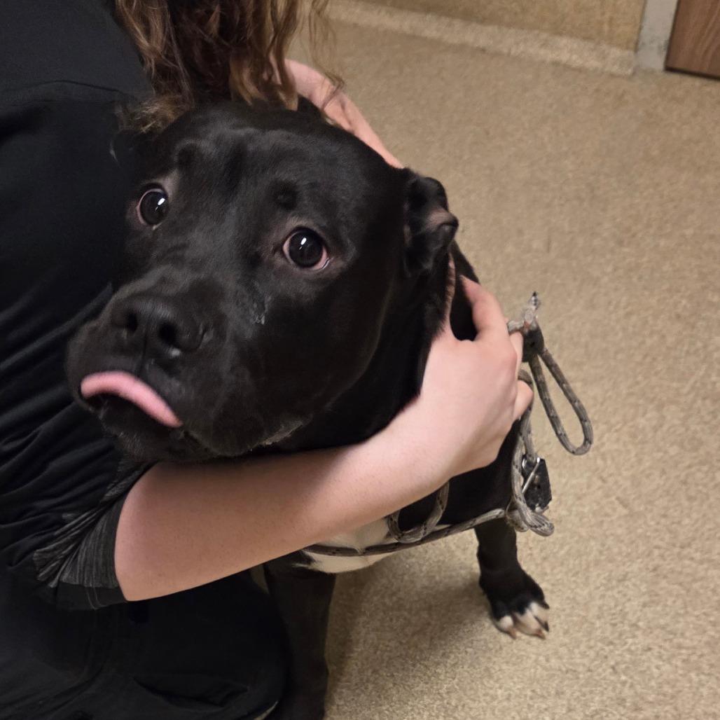 Carmen — thumbnail 2