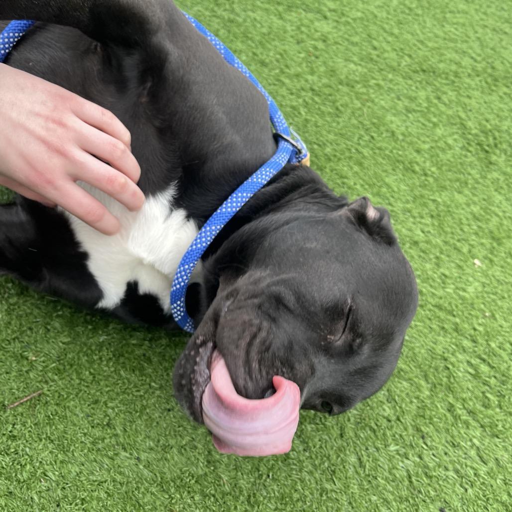 Carmen — thumbnail 3