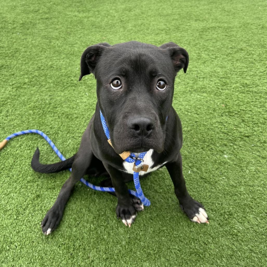 Carmen — thumbnail 4