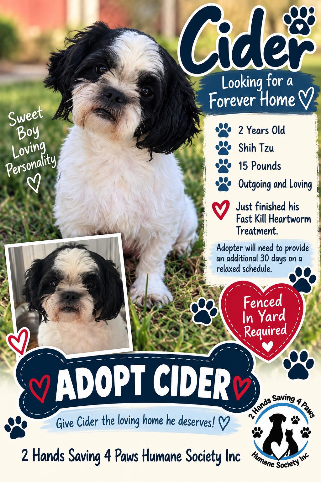 Enlarge Cider, a Adoptable Shih Tzu in Totowa, NJ image 1/2