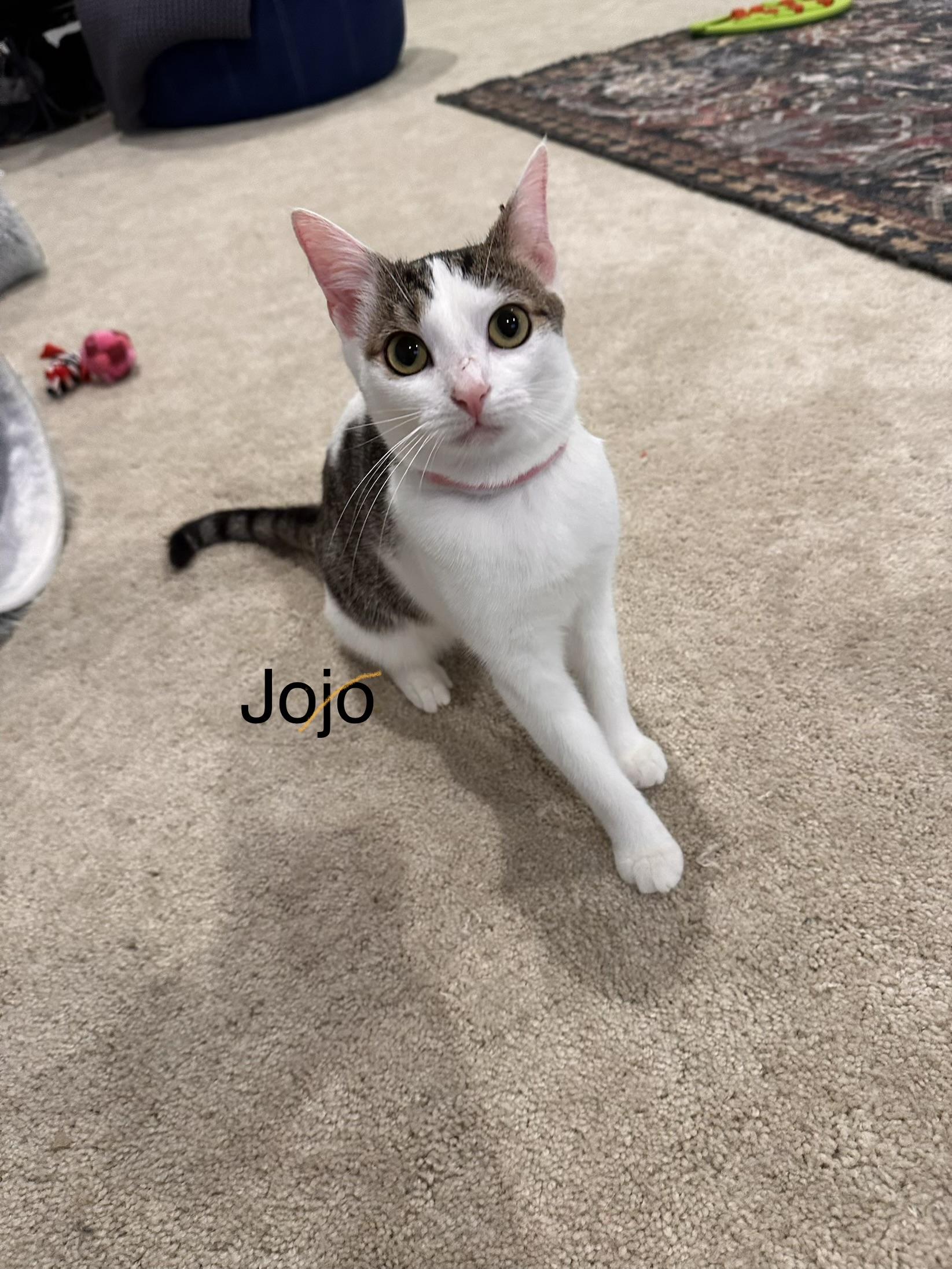 Jojo, a ADOPTABLE Domestic Short Hair in Ruther Glen, VA image 2/3