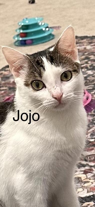 Jojo, ADOPTABLE, Adult Female Domestic Short Hair.