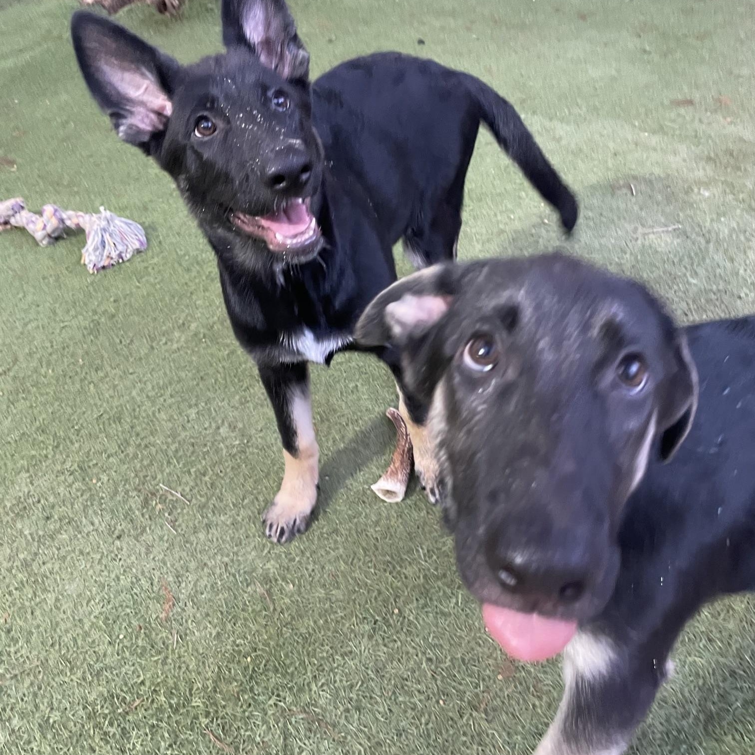 Hot Pups - 2 Girls, Adoptable, Puppy Female German Shepherd Dog.