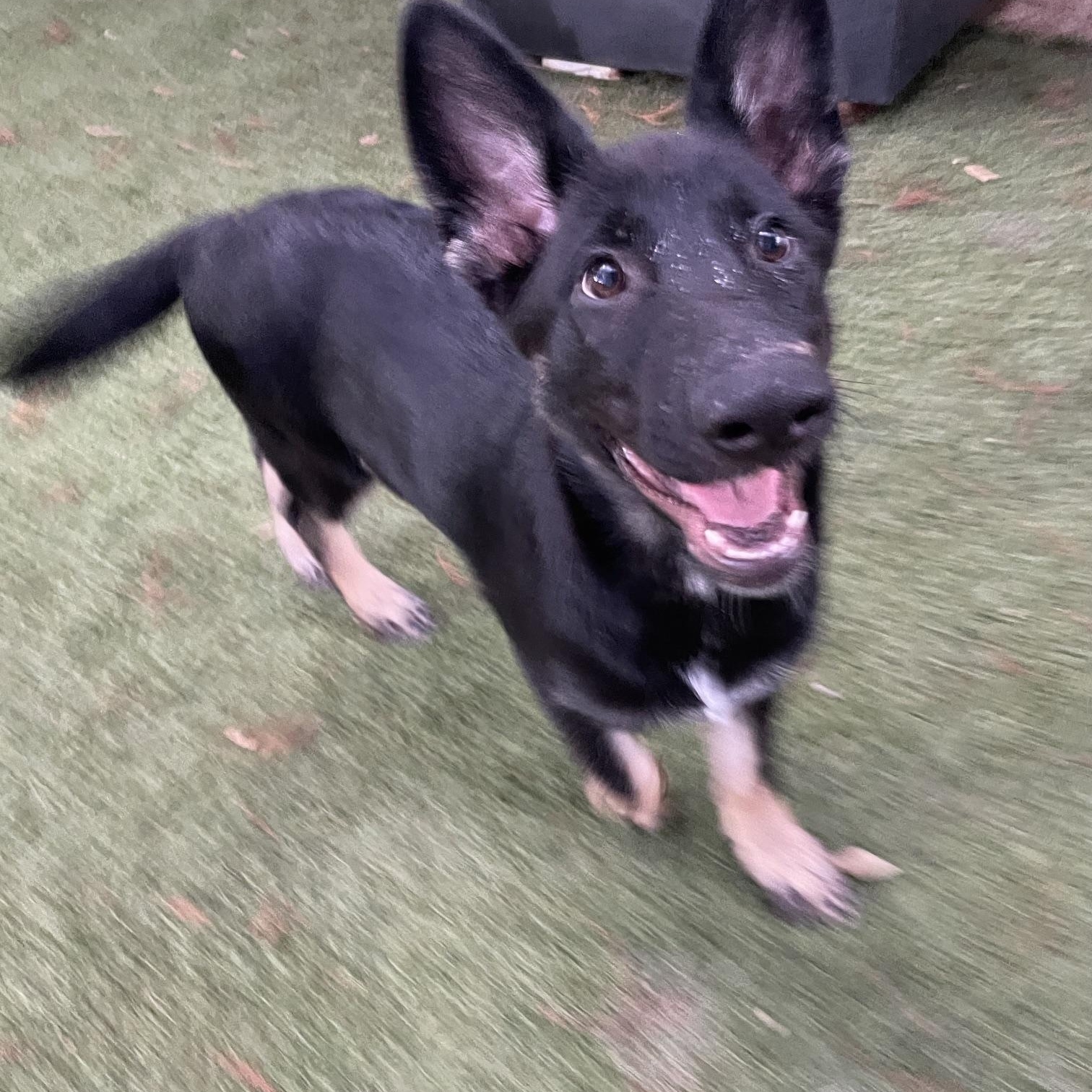 Enlarge Hot Pups - 2 Girls, a Adoptable German Shepherd Dog in Dallas, TX image 3/5