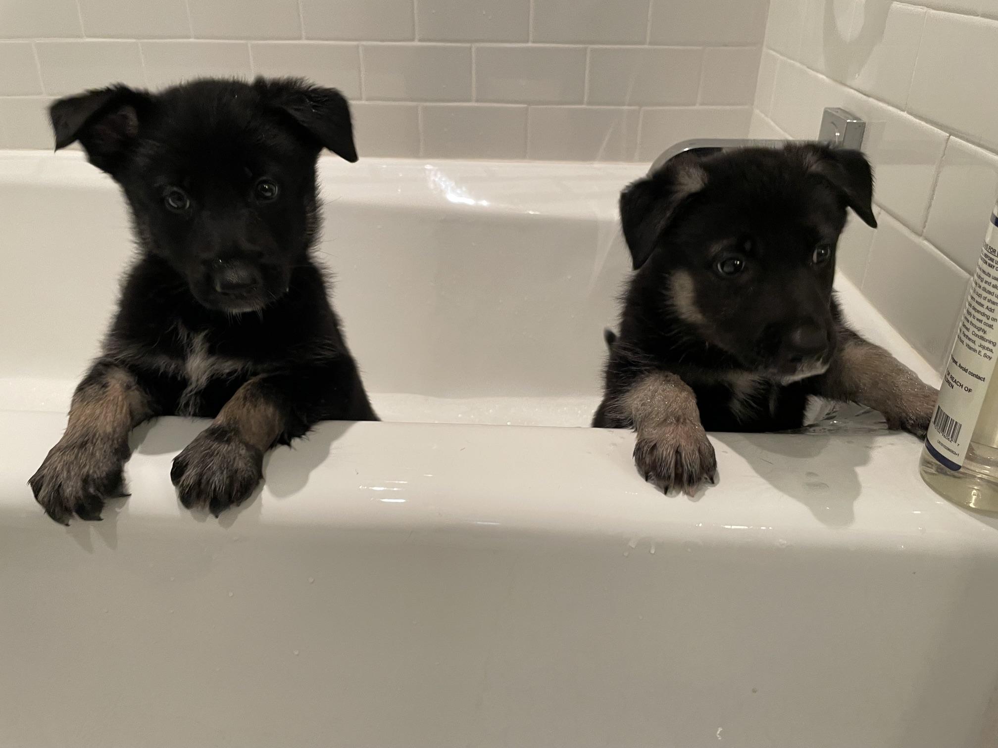 Enlarge Hot Pups - 2 Girls, a Adoptable German Shepherd Dog in Dallas, TX image 5/5