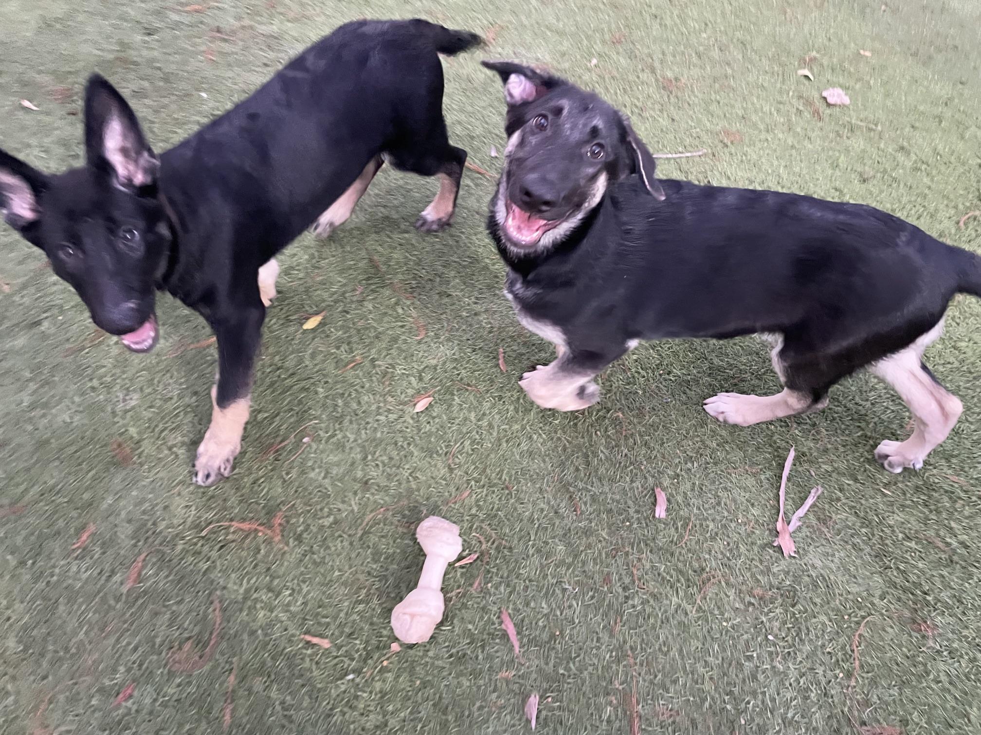 Enlarge Hot Pups - 2 Girls, a Adoptable German Shepherd Dog in Dallas, TX image 2/5